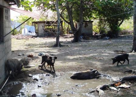 Glckliche Schweine auf Tonga-Insel