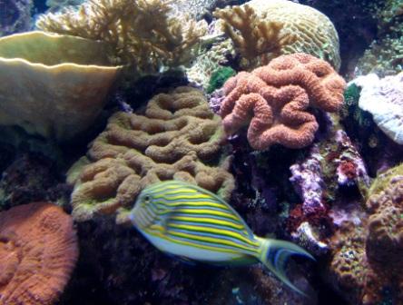 Schnheiten des Great Barrier Reefs