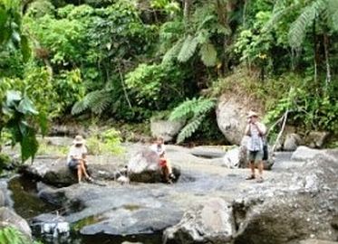 Flussbett mit ppiger Vegetation auf Fidschi