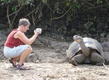 Neugierige Schildkrte auf Galapagos