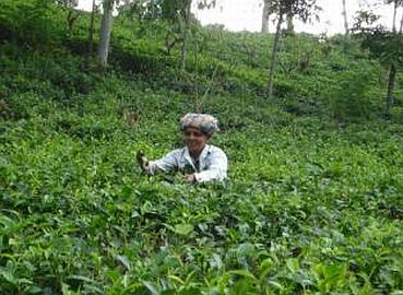 Teepflckerin auf Sri Lank