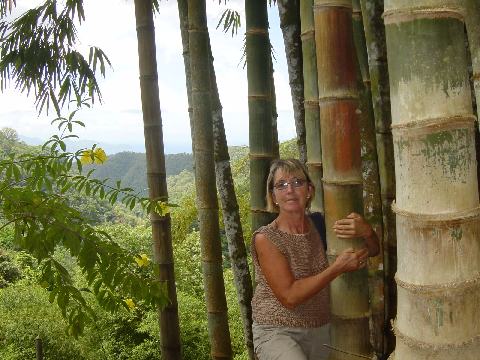 Bambus auf Martinique